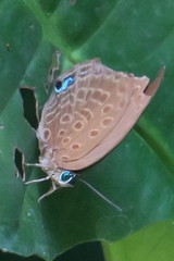 Arhopala amphimuta