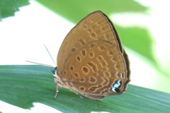 Arhopala amphimuta
