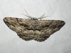 Scioglyptis canescaria