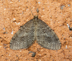 Operophtera occidentalis