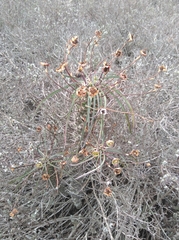 Euphorbia clava