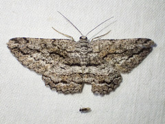 Scioglyptis canescaria