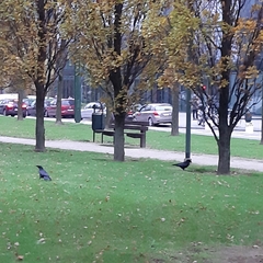 Corvus corone