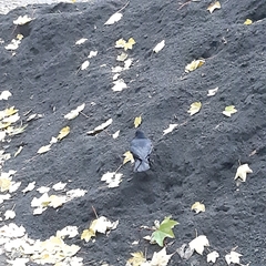 Columba livia domestica