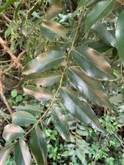 Maytenus peduncularis