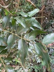 Maytenus peduncularis