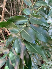 Maytenus peduncularis