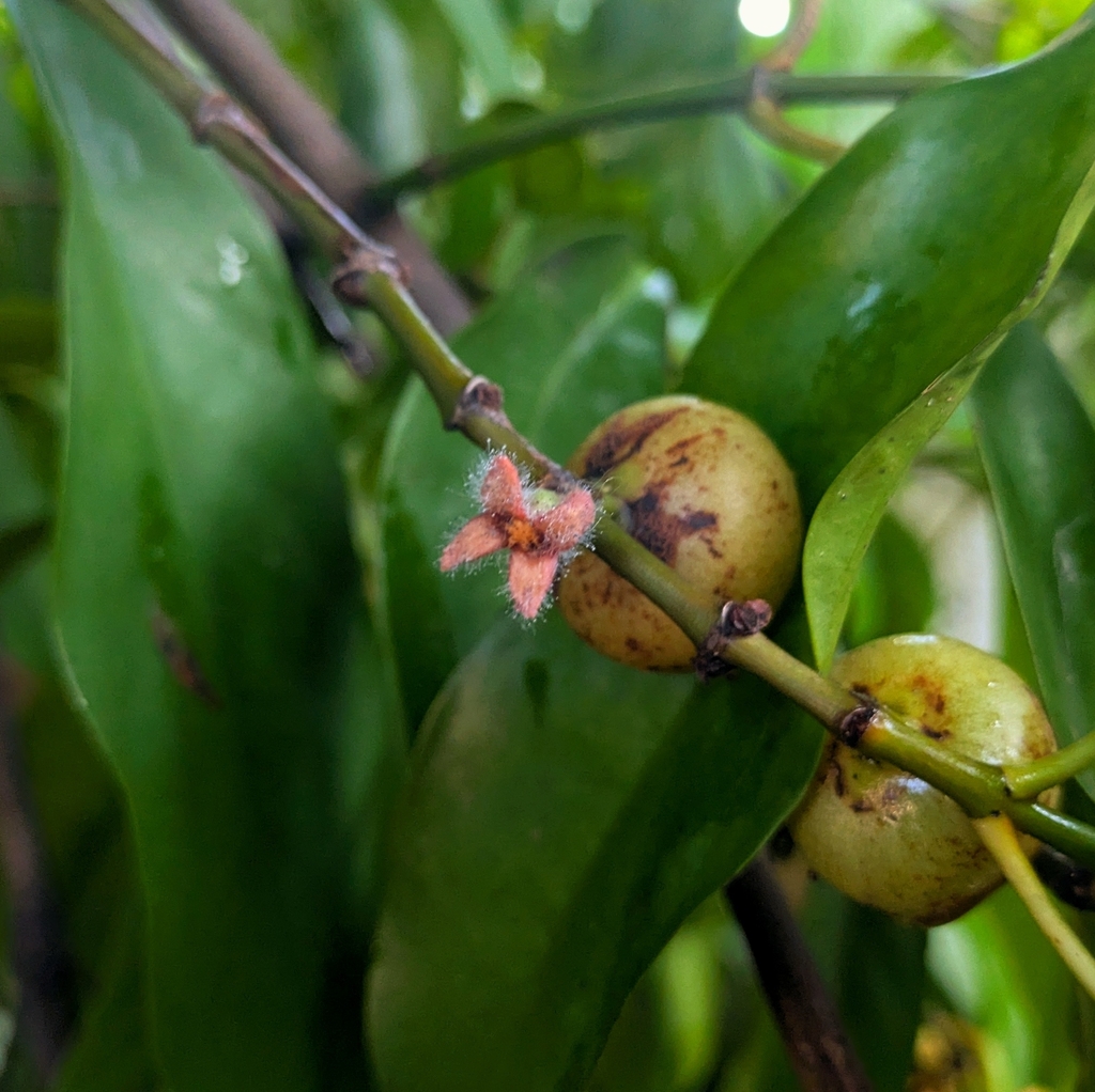 Binukaw (Batuan), Garcinia binucao
