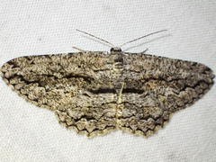 Scioglyptis canescaria