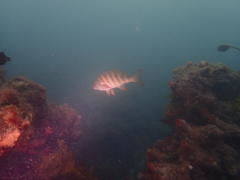 Goniistius rubrolabiatus