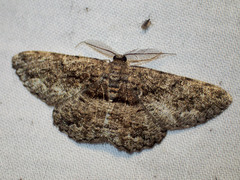 Scioglyptis canescaria