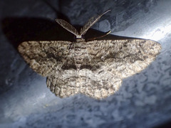 Scioglyptis canescaria