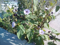 Nicandra physalodes
