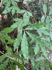 Ochna holstii