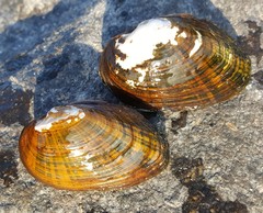 Alasmidonta undulata