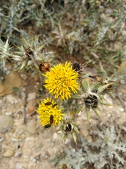 Berkheya heterophylla heterophylla