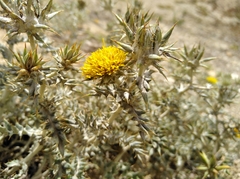 Berkheya heterophylla heterophylla
