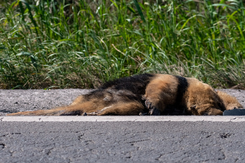 Southern Tamandua