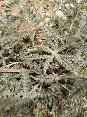 Berkheya heterophylla heterophylla
