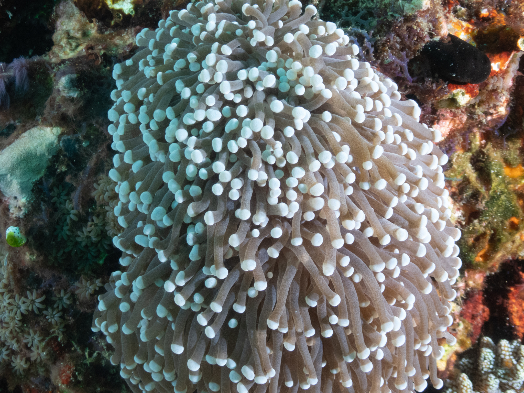 Acrossota amboinensis (Burchardt, 1902)