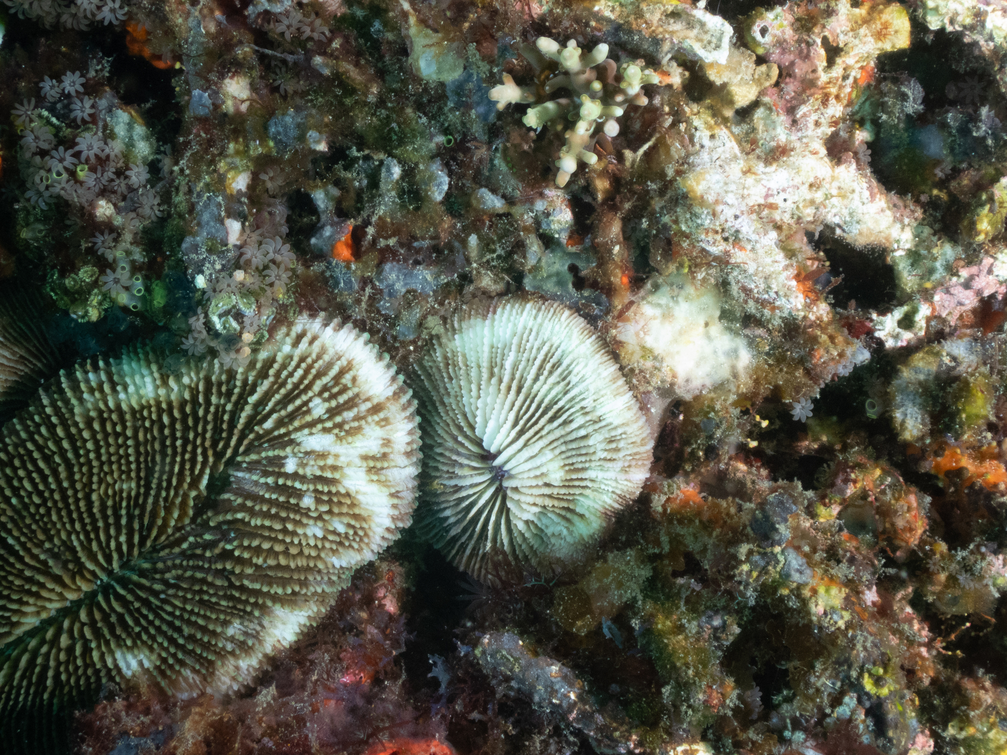 Acrossota amboinensis (Burchardt, 1902)