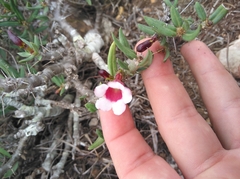 Pachypodium bispinosum