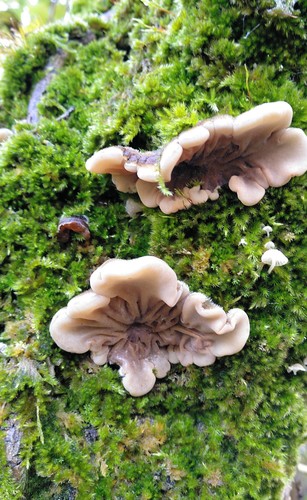 Tripe Fungus (Auricularia mesenterica)