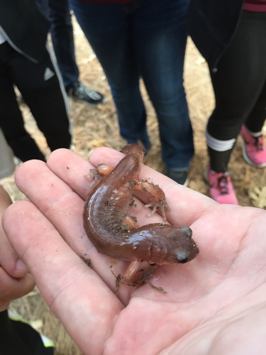 iNaturalist observation photo of Ensatina