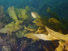 Notolabrus parilus