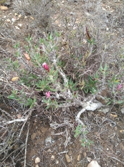Pachypodium bispinosum