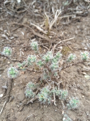 Trichodiadema intonsum