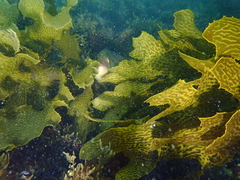Notolabrus parilus