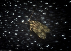 Barea phaulobrya