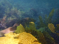Notolabrus parilus