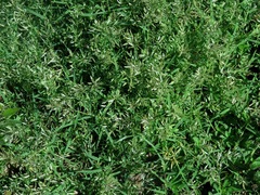 Eragrostis hypnoides