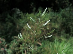 Eragrostis hypnoides
