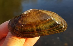 Alasmidonta marginata