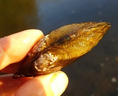 Alasmidonta marginata