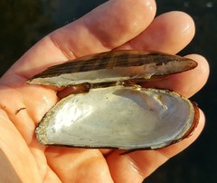 Alasmidonta marginata