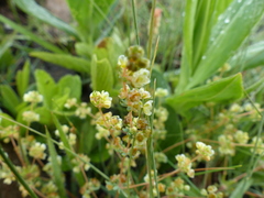 Psammotropha myriantha
