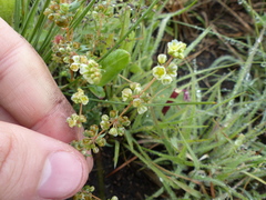 Psammotropha myriantha
