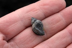 Acanthinucella