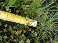 Psammotropha myriantha