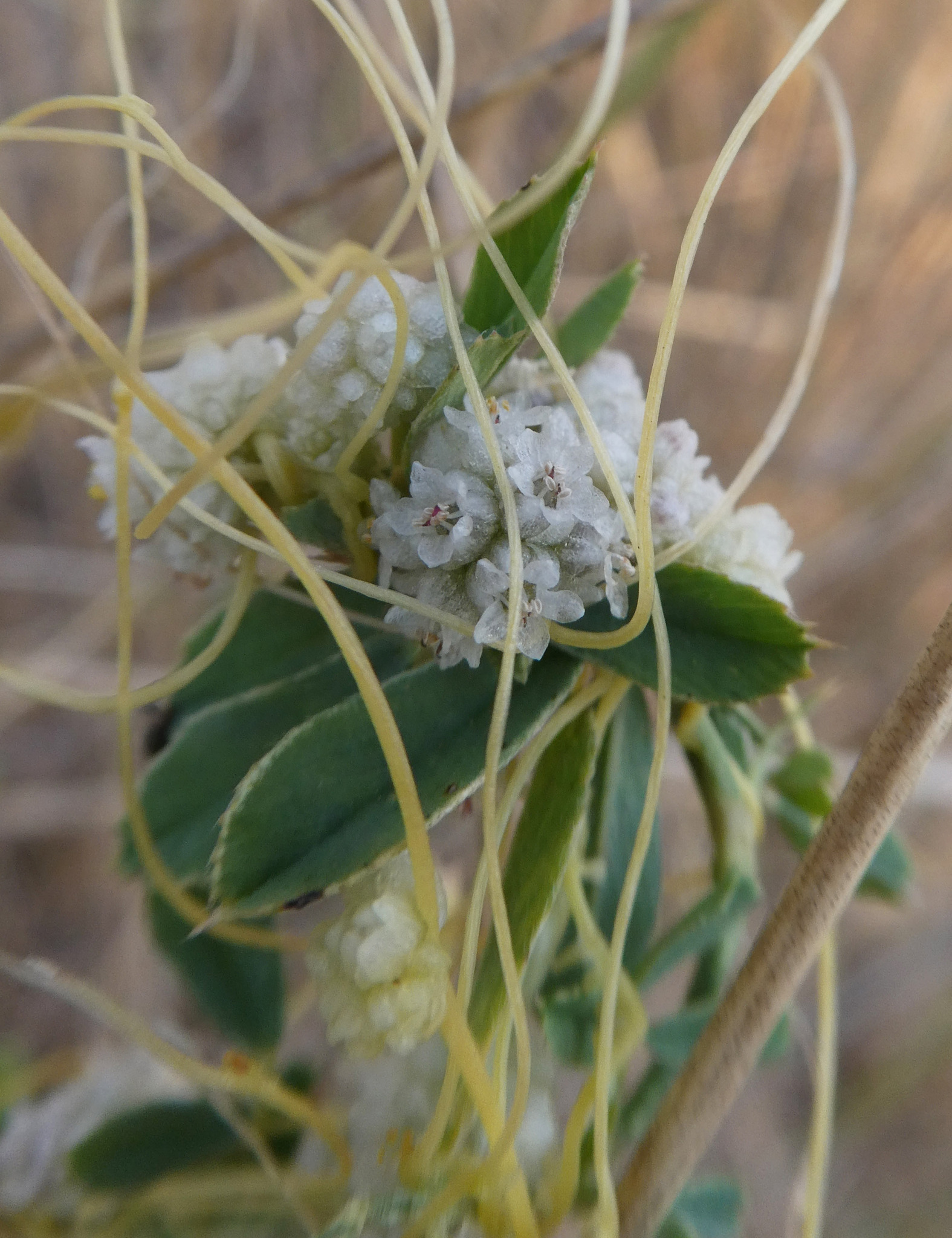 Cuscuta approximata