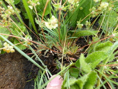 Psammotropha myriantha