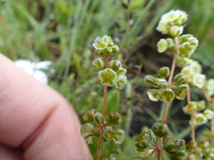 Psammotropha myriantha