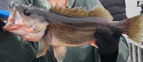 Silvergray rockfish (Sebastes brevispinis) — Sebastidae — 5