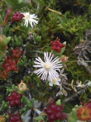Ruschia recurva