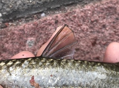 Planiliza macrolepis