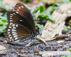 Papilio dravidarum